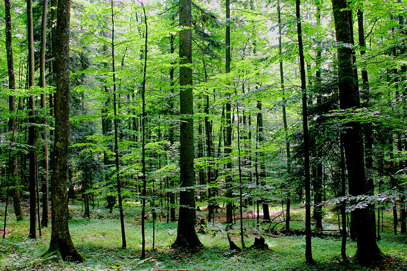 gozd 800 x 533